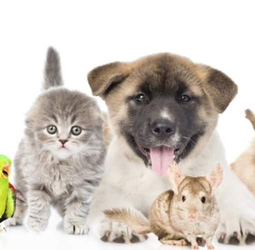 Best and worst pets for kids