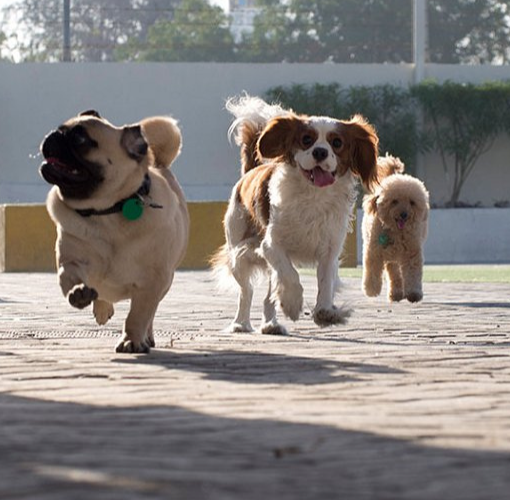 Dog Boarding in Dubai