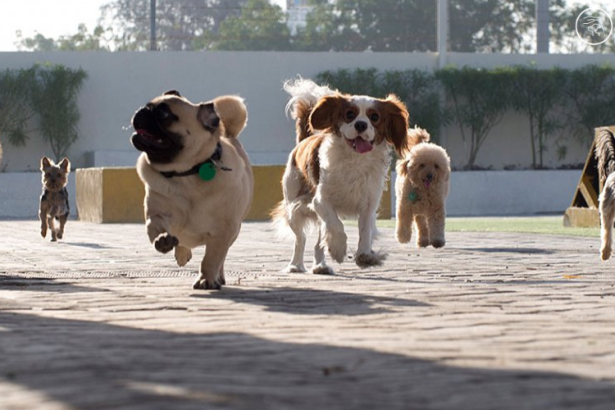 Dog Boarding in Dubai