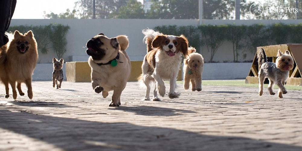 Dog Boarding in Dubai