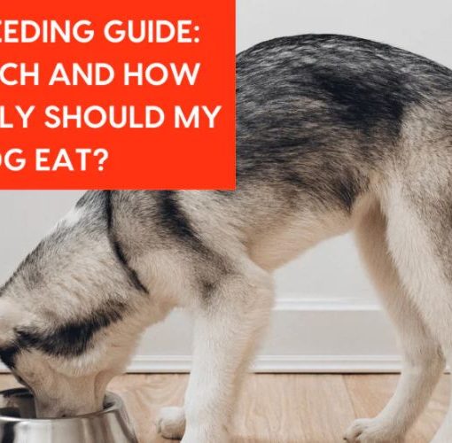 Puppy Feeding Guidelines in Dubai