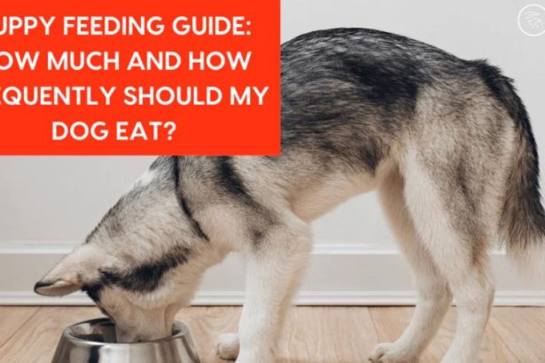 Puppy Feeding Guidelines in Dubai
