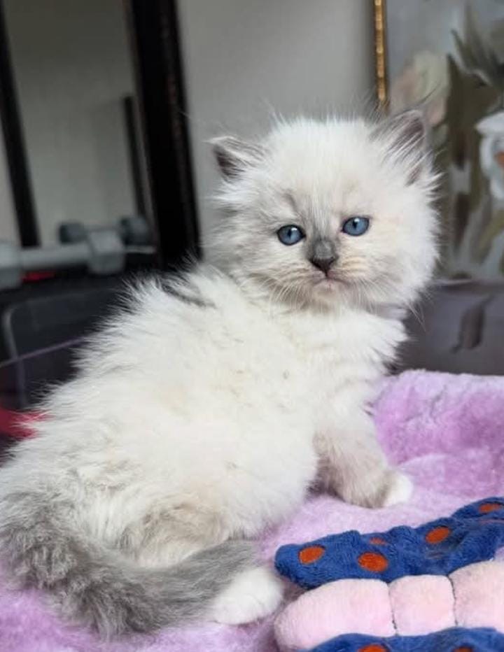 Siberian kitten