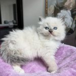 Siberian kitten