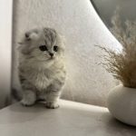 Scottish fold