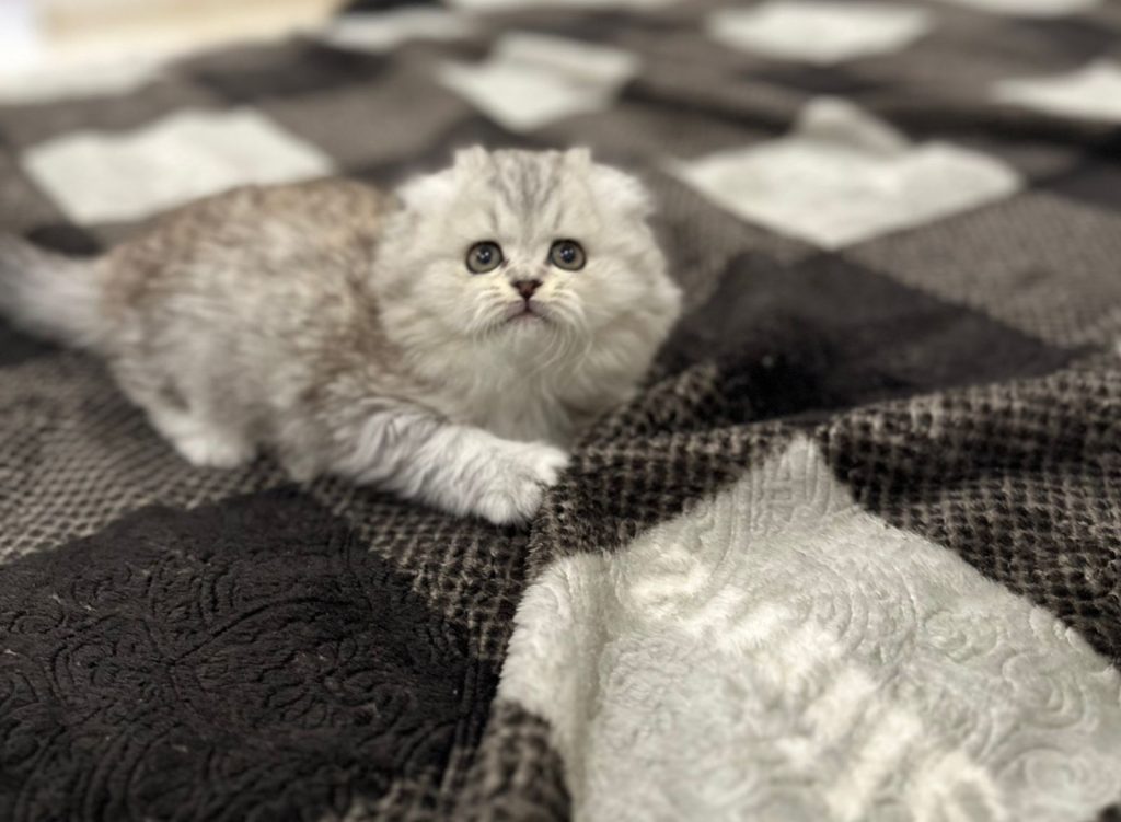 Scottish fold