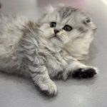Scottish fold