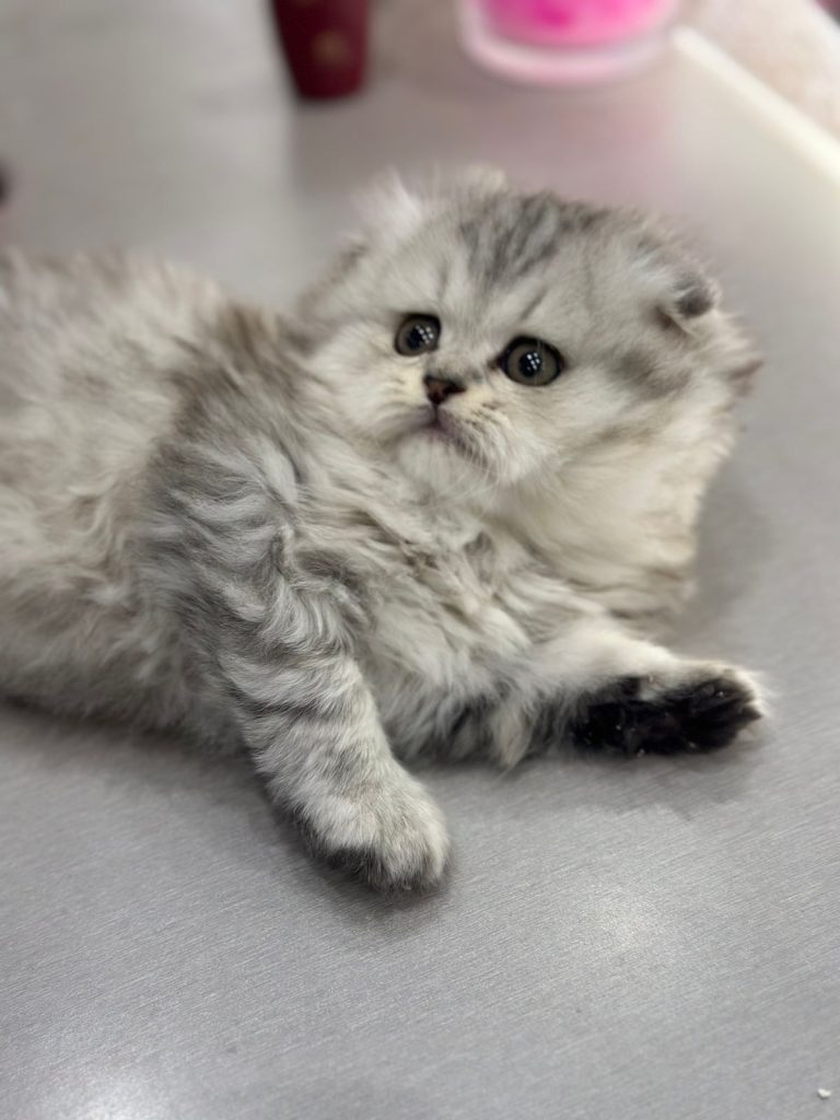 Scottish fold