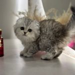 Scottish fold
