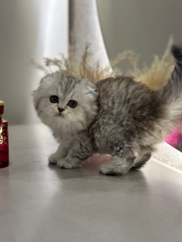 Scottish fold
