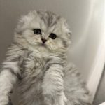 Scottish fold