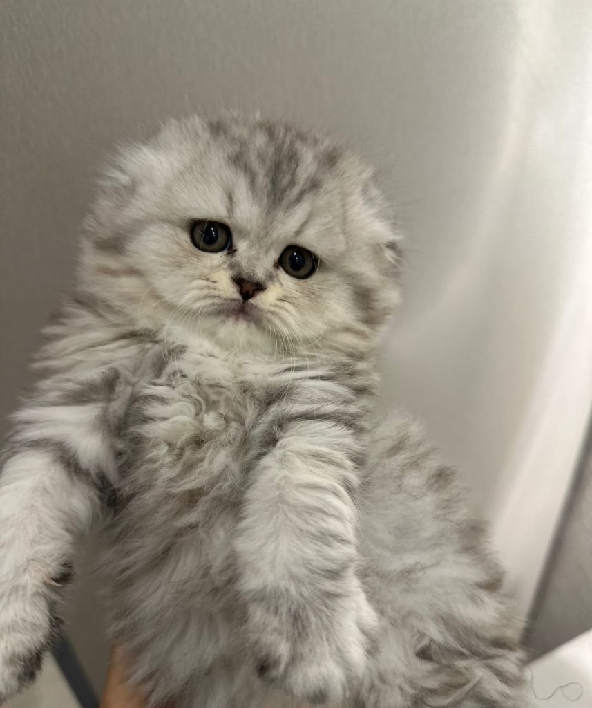 Scottish fold