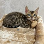 Bengal kitten