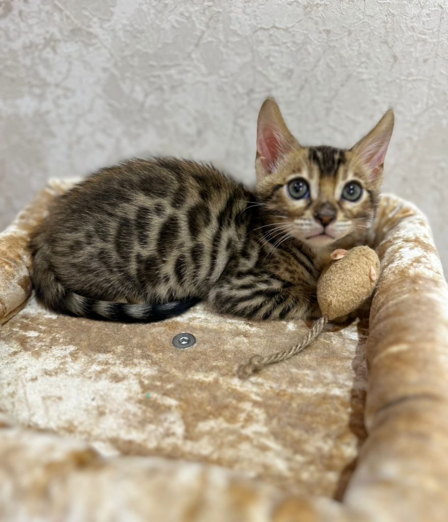 Bengal Kitten in Dubai