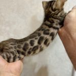 Bengal kitten