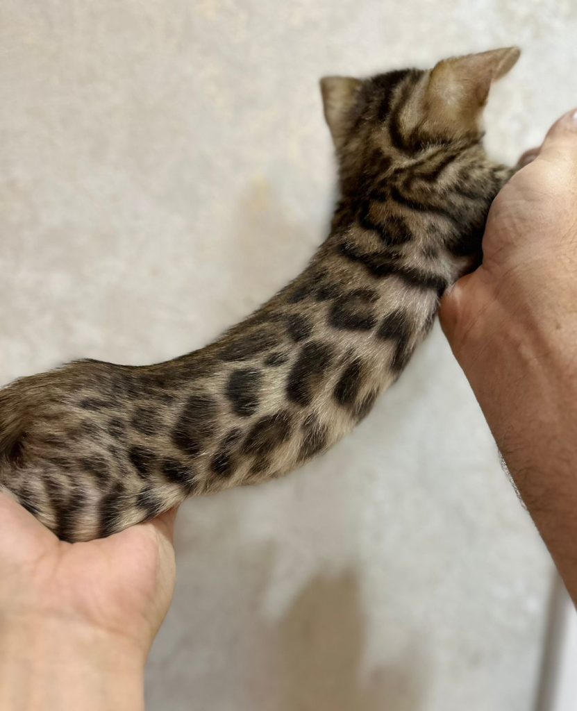 Bengal kitten