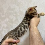 Bengal kitten