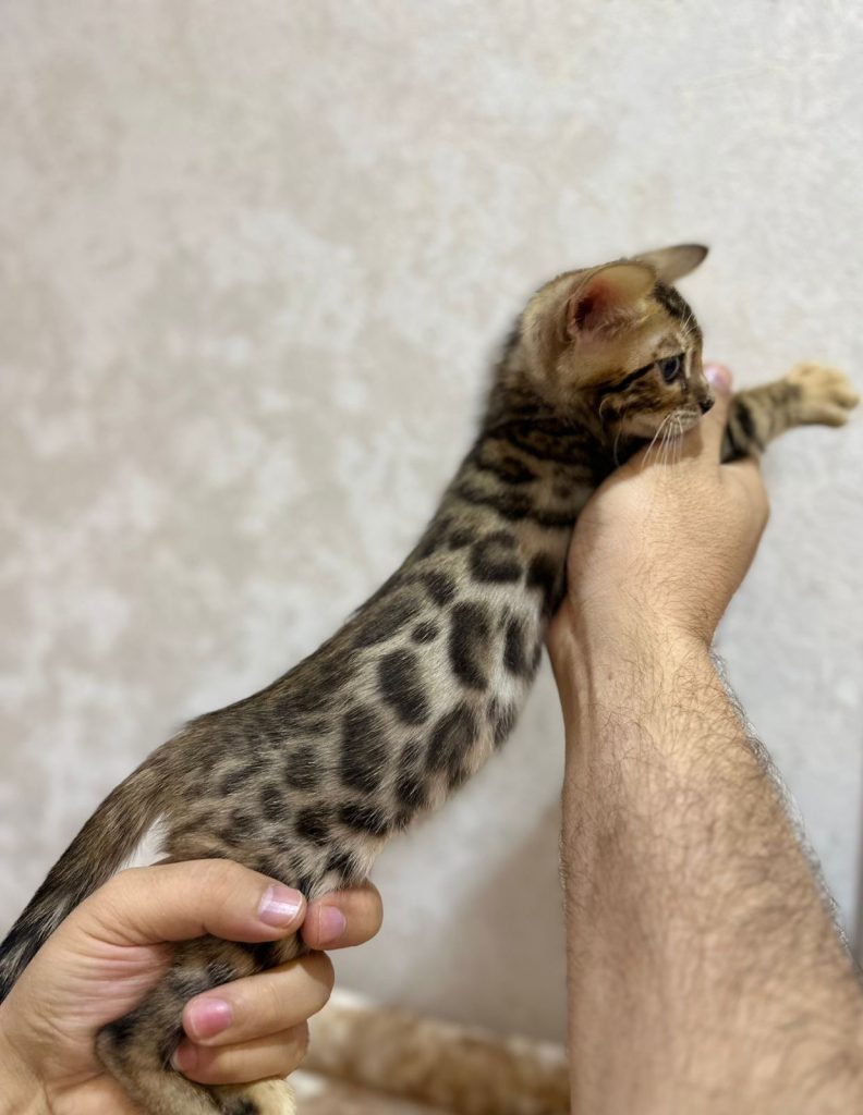 Bengal kitten