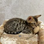 Bengal kitten