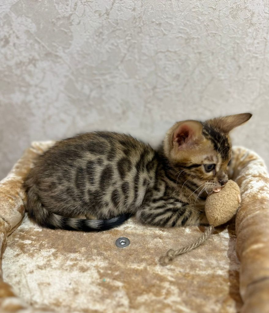 Bengal kitten