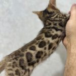 Bengal kitten