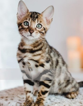 Bengal Kittens in UAE