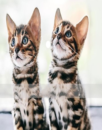 Bengal Kittens in UAE