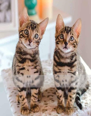 Bengal Kittens in UAE
