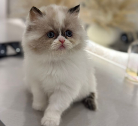 Bicolor Ragdoll kitten