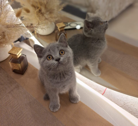 British Shorthair