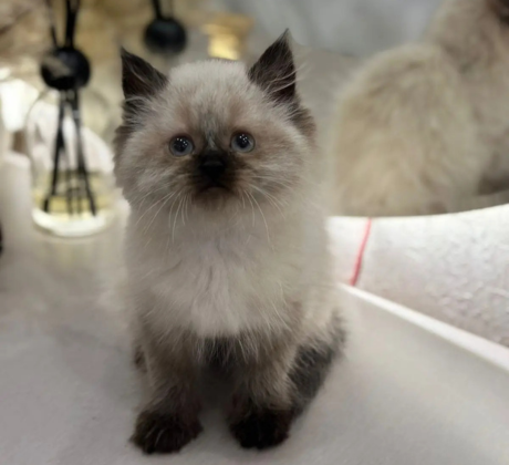 Ragdoll chocolate point