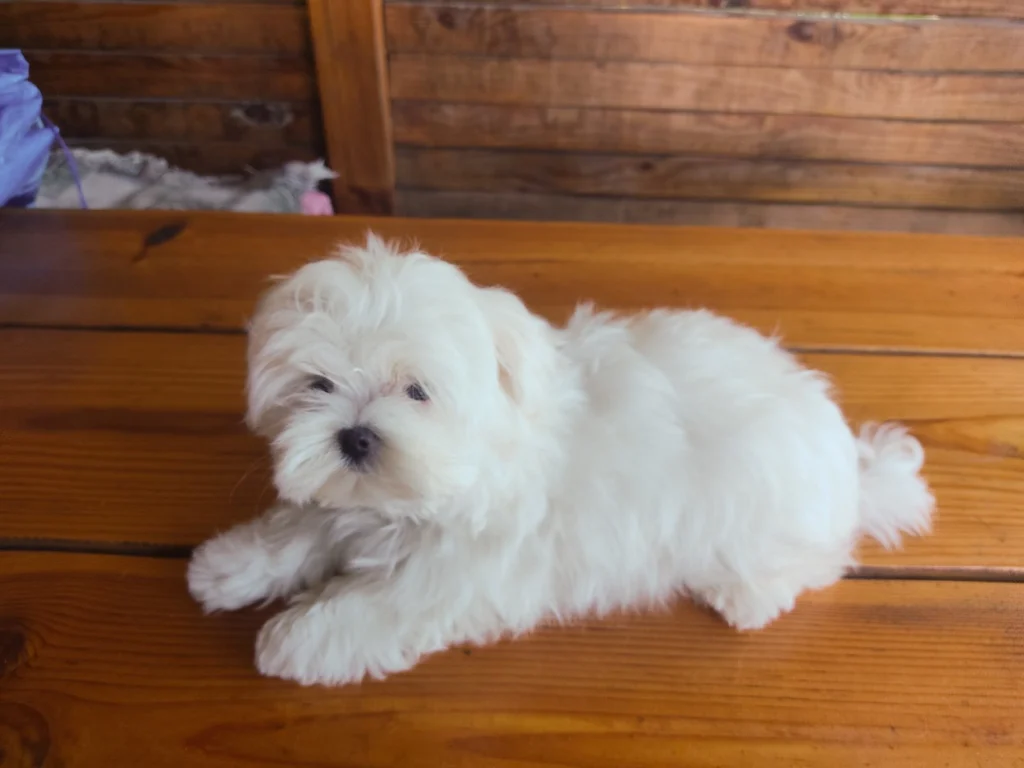 Maltese White UAE