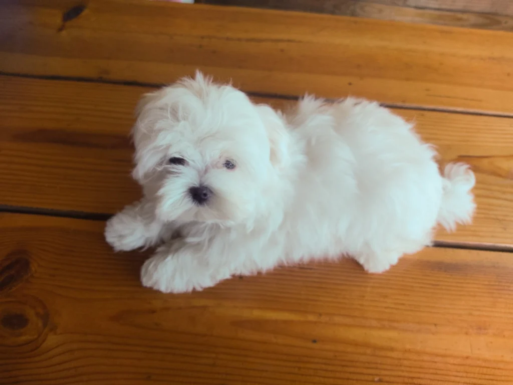 Maltese dog in UAE
