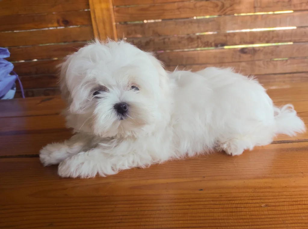 Maltese dog in UAE