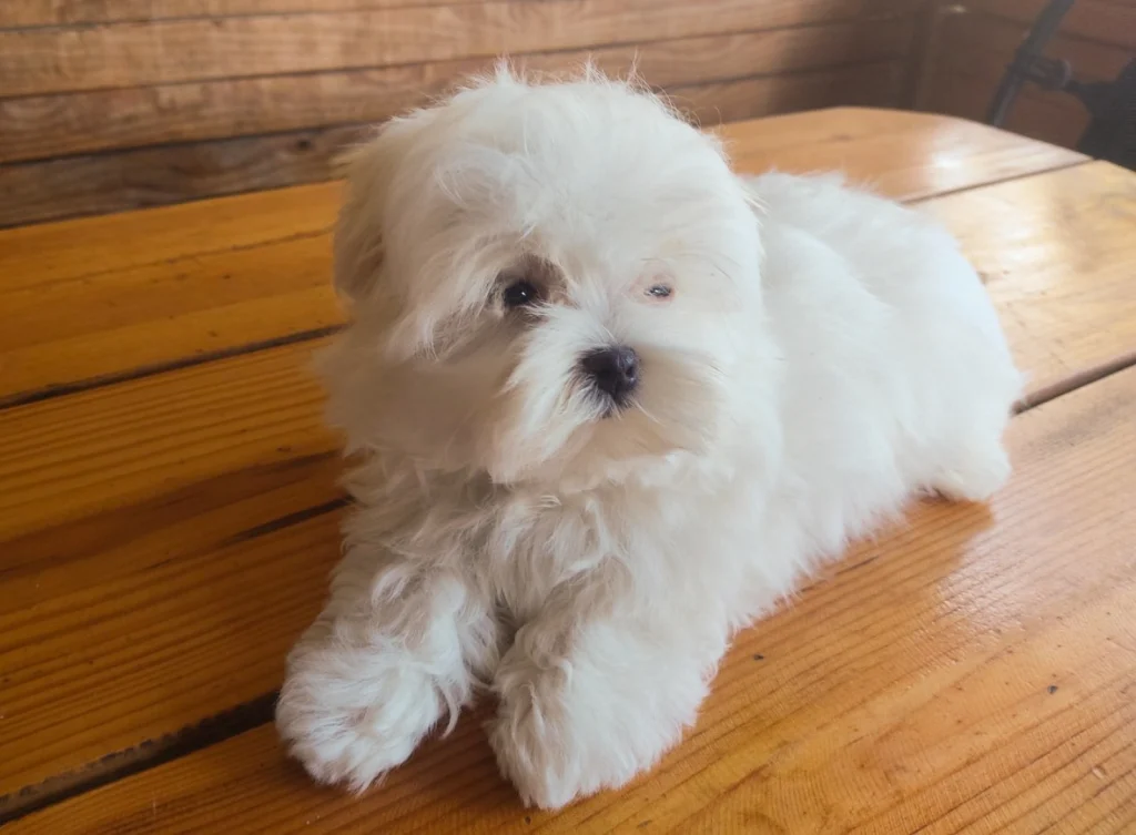 Maltese dog in UAE