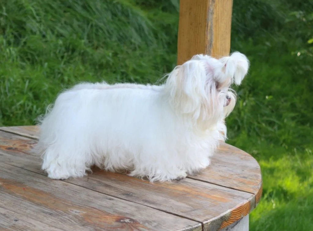 Maltese dog in UAE