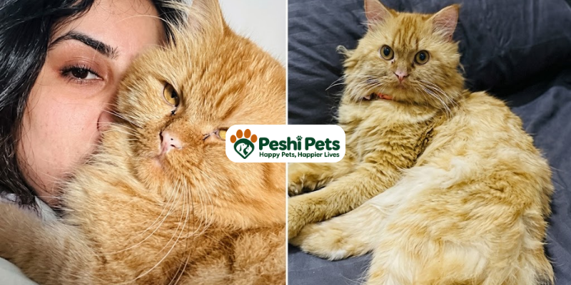 Missing Cat Chuuti in Dubai Airport