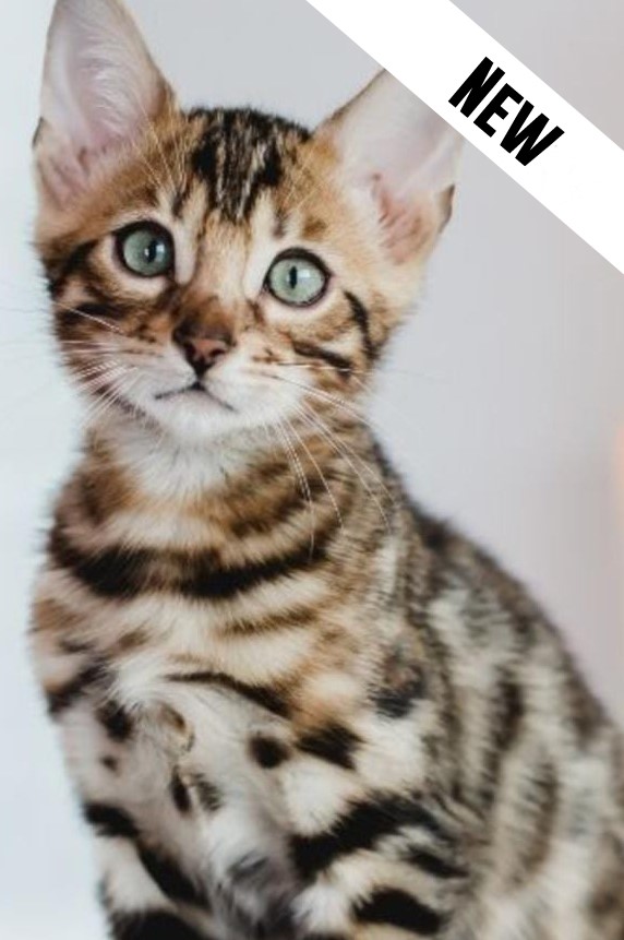 Bengal Kittens in UAE