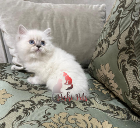 Blue Eyed White Ragdoll