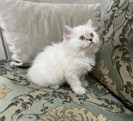 Blue Eyed White Ragdoll