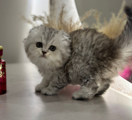 Scottish Fold