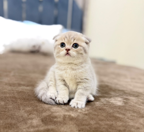 Scottish fold - Cream