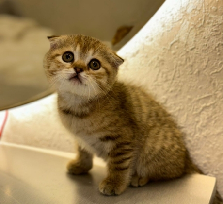 Scottish Fold Gold