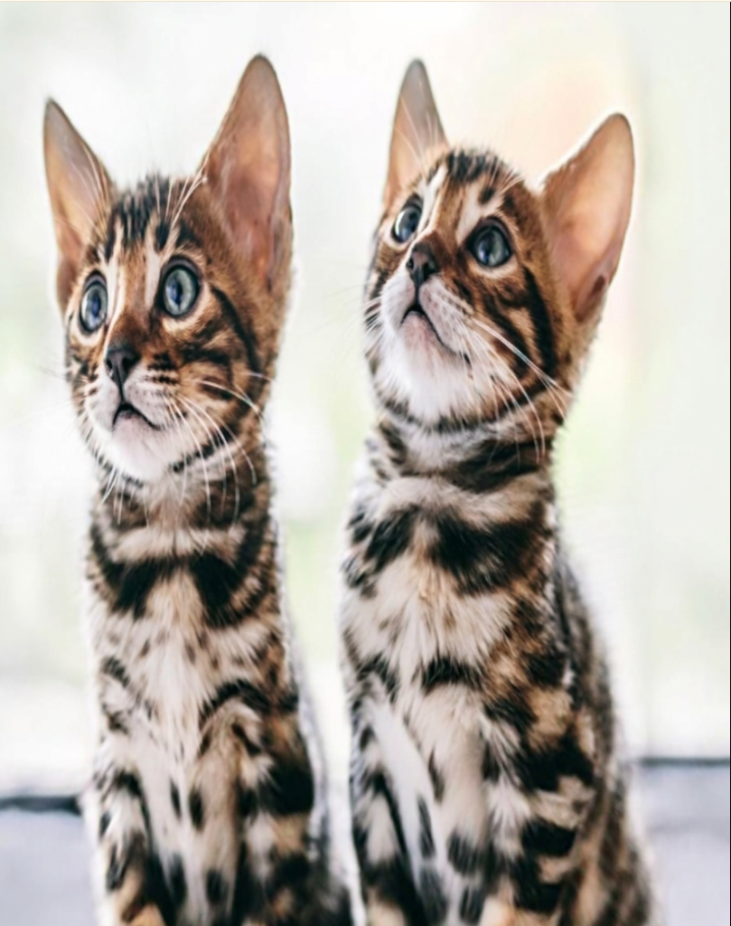Bengal Kitten