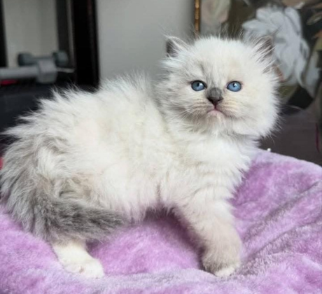 Siberian kitten